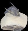 Beautiful Zlichovaspis Trilobite - Nice Quality #44524-3
